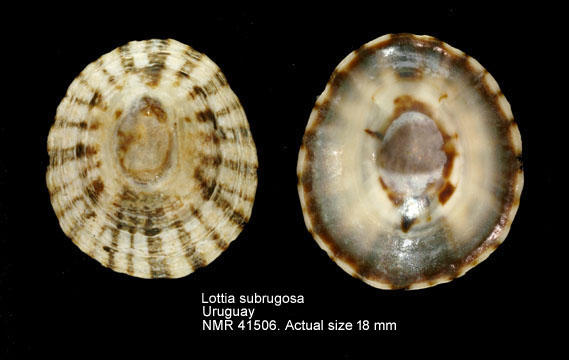 Lottia subrugosa.jpg - Lottia subrugosa(d'Orbigny,1846)